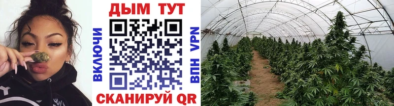 Марихуана THC 21% Кирс